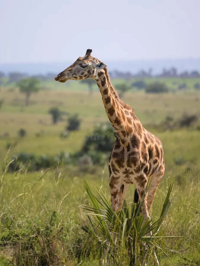 giraffe murchison falls national park portrait uganda sunny day may 250355975