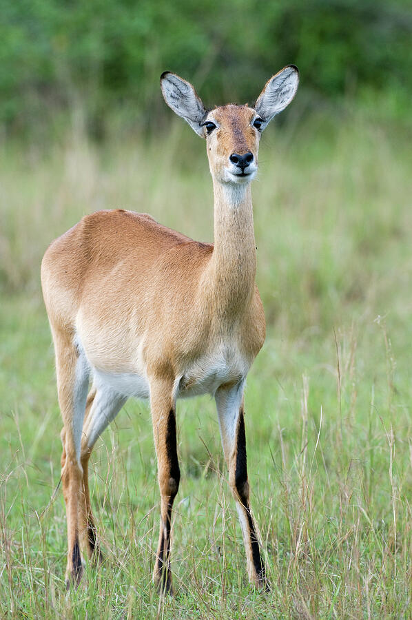 uganda kob portrait queen elizabeth national park uganda mark carwardine natureplcom